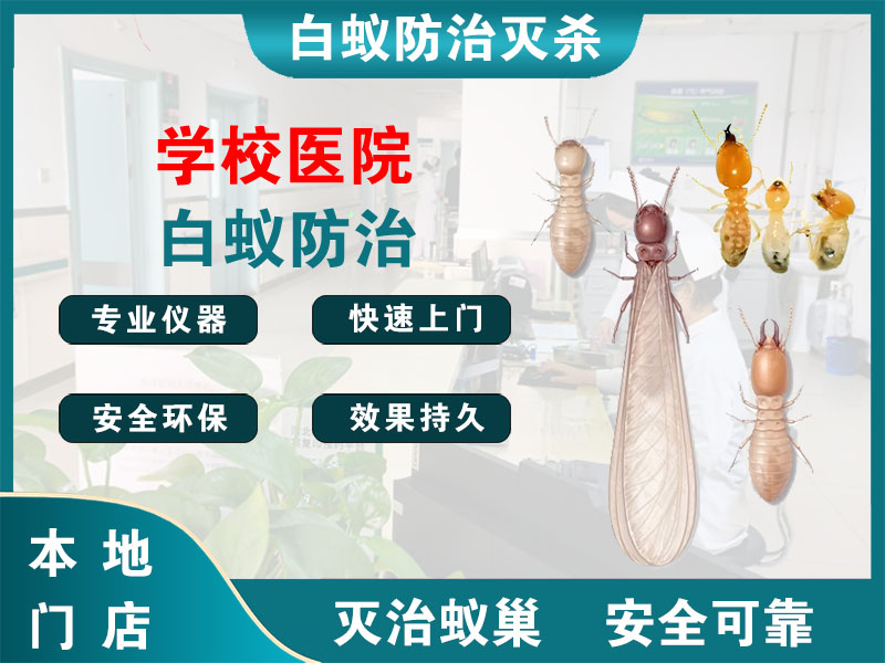 崇明区学校医院白蚁防治