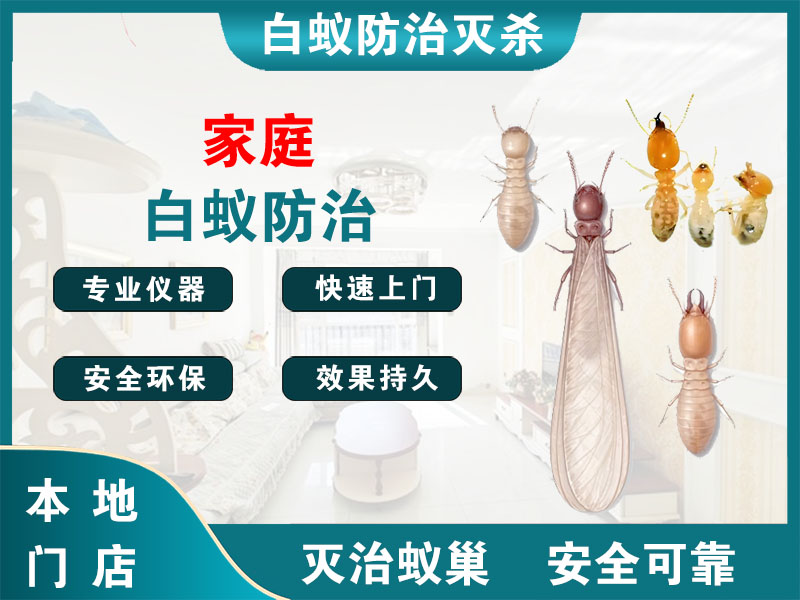 崇明区家庭白蚁防治