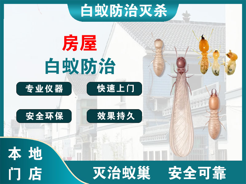 崇明区房屋白蚁防治